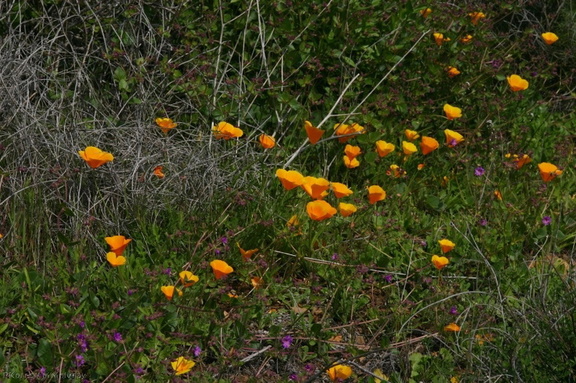 escholtzia-californica-california-poppy-2008-03-07-img 6381