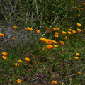 escholtzia-californica-california-poppy-2008-03-07-img 6381
