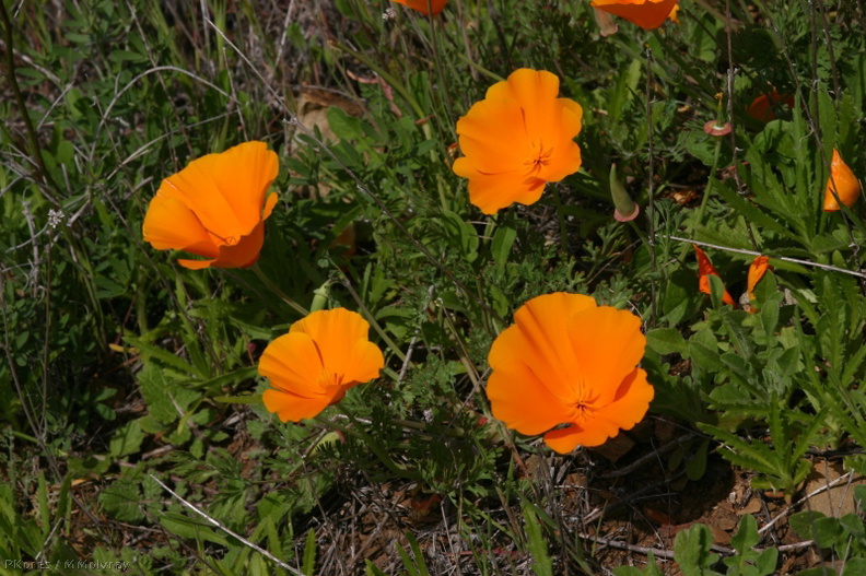 escholtzia-californica-california-poppy-2008-03-07-img_6382.jpg