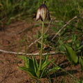 fritillaria-biflora-chocolate-lily-2008-03-07-img 6440