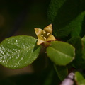 rhamnus-crocea-redberry-2008-03-07-img 6399