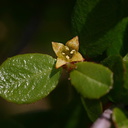 rhamnus-crocea-redberry-2008-03-07-img 6399