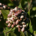 rhus-integrifolia-lemonadeberry-2008-03-07-img 6434