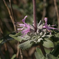 salvia-leucophylla-purple-sage-2008-03-07-img 6459