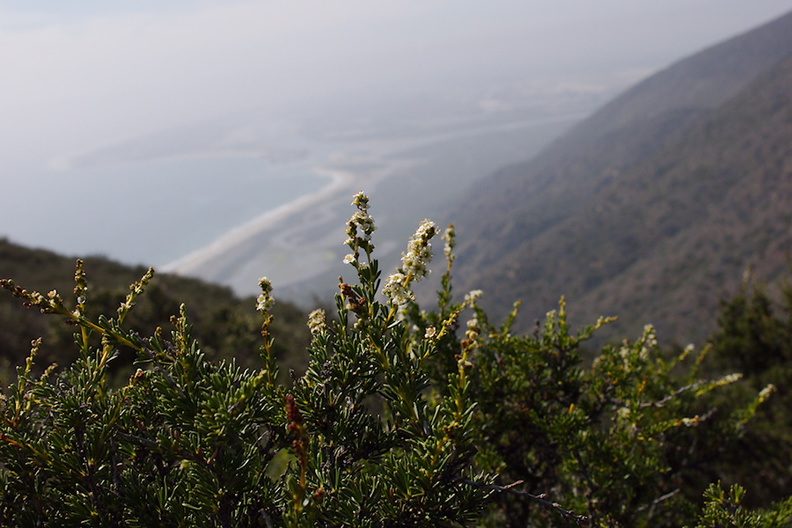 Adenostoma-fasciculatum-chamise-Chumash-Trail-Santa-Monica-Mts-2013-04-03-IMG_0431.jpg