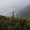 Adenostoma-fasciculatum-chamise-Chumash-Trail-Santa-Monica-Mts-2013-04-03-IMG 0431