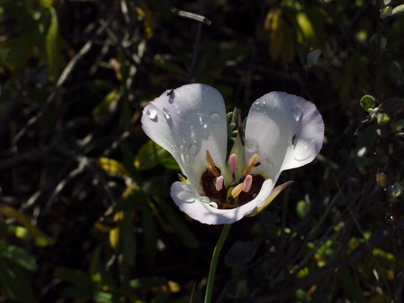 Calochortus-catalinae-mariposa-lily-Chumash-2013-04-25-IMG 0605
