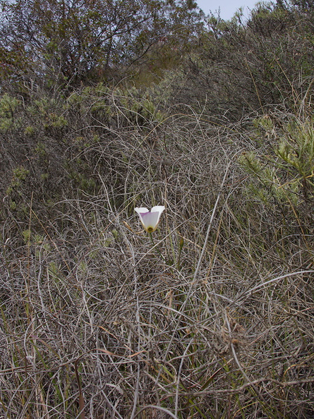 Calochortus-catalinae-mariposa-lily-Chumash-Trail-Santa-Monica-Mts-2013-03-25-IMG 0383