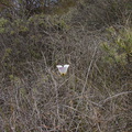 Calochortus-catalinae-mariposa-lily-Chumash-Trail-Santa-Monica-Mts-2013-03-25-IMG_0383.jpg