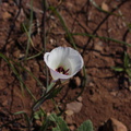 Calochortus-catalinae-mariposa-lily-Chumash-trail-Point-Mugu-2016-03-24-IMG 6689