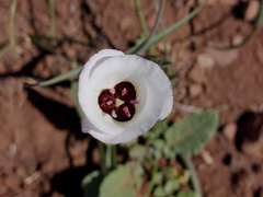Calochortus-catalinae-mariposa-lily-Chumash-trail-Point-Mugu-2016-03-24-IMG 6691