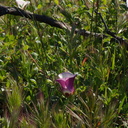 Calochortus-catalinae-mariposa-lily-unusually-red-Chumash-Trail-Pt-Mugu-2017-03-27-IMG 8037