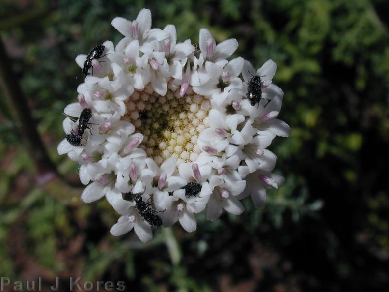 Chaenactis-artemisifolia-pollin-2003-03-31