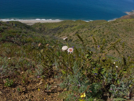 Chaenactis-artemisifolia-white-pincushion-flower-Chumash-Trail-Pt-Mugu-2017-03-27-IMG 8045