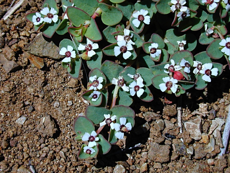 Chamaesyce albomarginata fls1-2003-04-09