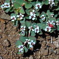 Chamaesyce albomarginata fls1-2003-04-09