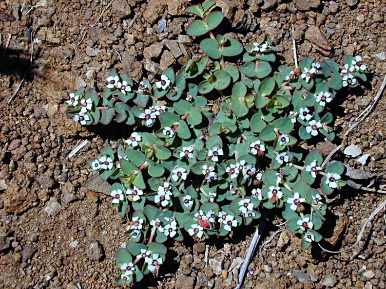 Chamaesyce albomarginata pl1-2003-04-09