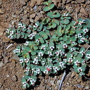 Chamaesyce albomarginata pl1-2003-04-09