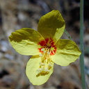 Chamissonia sp oeno fl1-2003-04-09