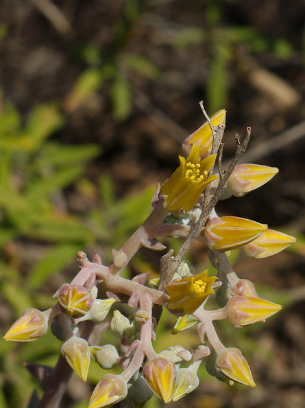 Dudleya-lanceolata-lanceleaf-live-forever-Chumash-Trail-Santa-Monica-Mts-2013-04-03-IMG_0425.jpg