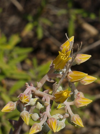 Dudleya-lanceolata-lanceleaf-live-forever-Chumash-Trail-Santa-Monica-Mts-2013-04-03-IMG 0425