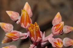 Dudleya-lanceolata-orange-flowered-Chumash-2013-04-27-IMG 7673