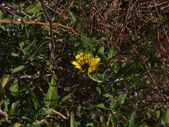 Encelia-californica-bush-sunflower-Pt-Mugu-2012-03-19-IMG 1373
