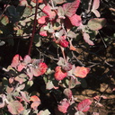 Eriogonum-cinereum-ashy-leaved-buckwheat-red-drought-leaves-Pt-Mugu-2012-03-19-IMG 1383