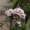 Eriogonum-fasciculatum-California-buckwheat-only-flowers-seen-Pt-Mugu-2012-04-08-IMG 1515