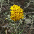 Eriophyllum-confertiflorum-yellow-yarrow-Chumash-2013-04-29-IMG 0637