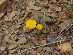 Eschscholzia-californica-California-poppy-Chumash-Trail-Santa-Monica-Mts-2013-03-25-IMG 0408