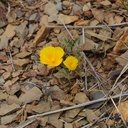 Eschscholzia-californica-California-poppy-Chumash-Trail-Santa-Monica-Mts-2013-03-25-IMG 0408