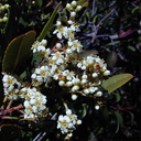 Heteromeles arbutifolia infl2-2003-04-09