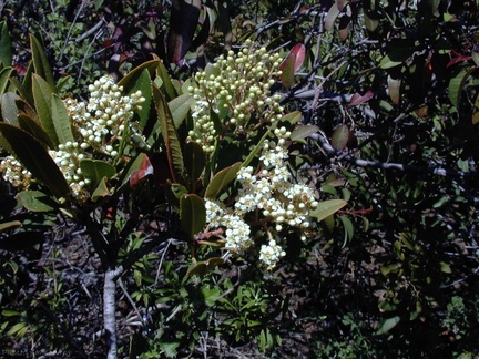 Heteromeles arbutifolia infl3-2003-04-09