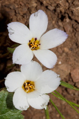 Linanthus-californicus-prickly-phlox-Ray-Miller-Trail-Pt-Mugu-2016-03-24-IMG 3075