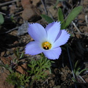 Linanthus dianthiflorus24-2004-03-21