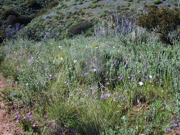 Mariposa Sisyrhynchium landscape-2003-04-01
