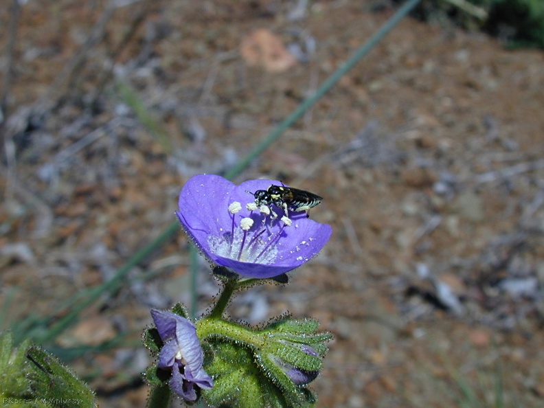 Phacelia parryi fl pollinator1-2003-03-31