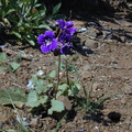 Phacelia parryi plant1-2003-03-31