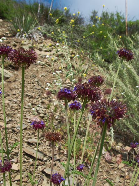 Salvia-columbariae-chia-La-Jolla-trail-2011-04-22-IMG 7680