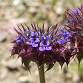 Salvia-columbariae-chia-La-Jolla-trail-2011-04-22-IMG 7682