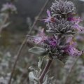Salvia-leucophylla-pink-sage-Chumash-2013-04-29-IMG 0621