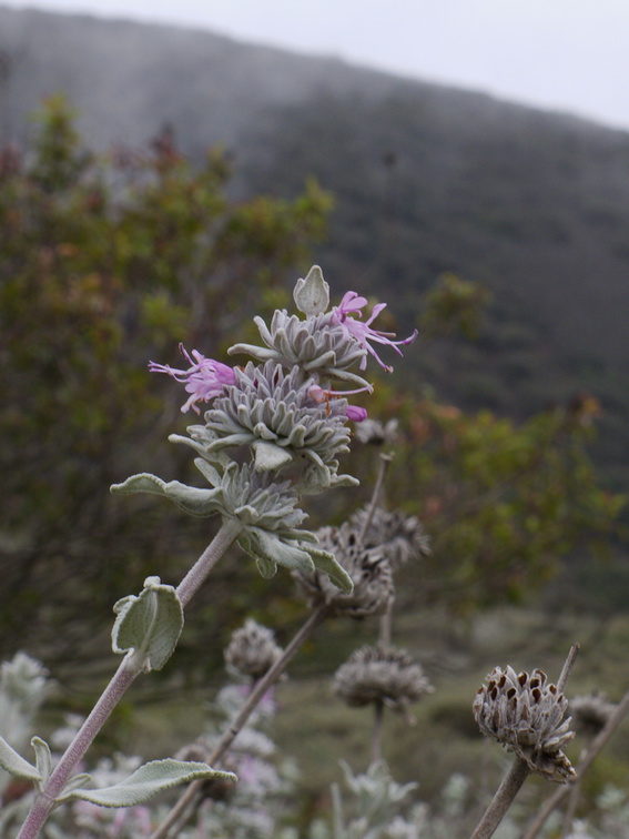 Salvia-leucophylla-pink-sage-Chumash-2013-04-29-IMG 0624