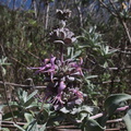 Salvia-leucophylla-pink-sage-only-flowers-seen-Pt-Mugu-2012-04-08-IMG_1524.jpg