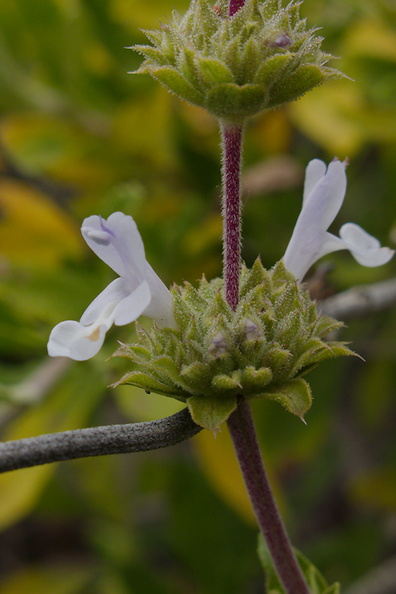 Salvia-mellifera-black-sage-Chumash-Trail-Santa-Monica-Mts-2013-04-01-IMG_0421.jpg