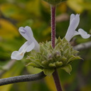 Salvia-mellifera-black-sage-Chumash-Trail-Santa-Monica-Mts-2013-04-01-IMG 0421