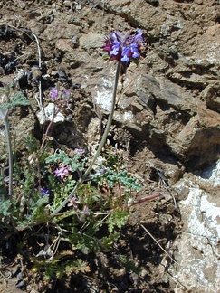 Salvia columbariae pl3-2003-04-09