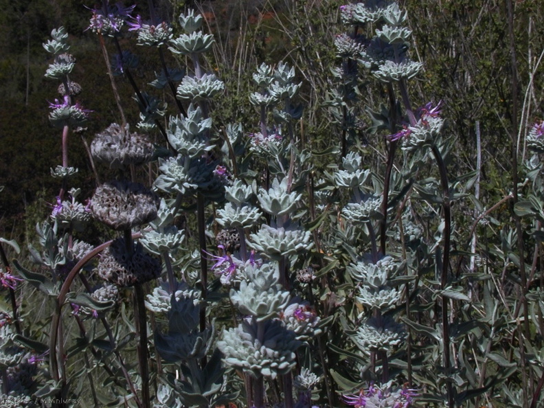 Salvia_leucophylla_pl1-2003-03-31.jpg