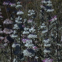 Salvia leucophylla pl1-2003-03-31