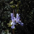 Salvia mellifera infl2-2003-03-31